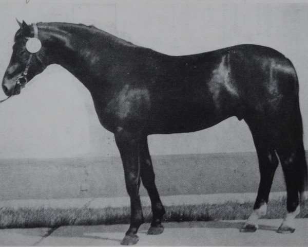 stallion Astor (Brandenburg, 1977, from Adept)