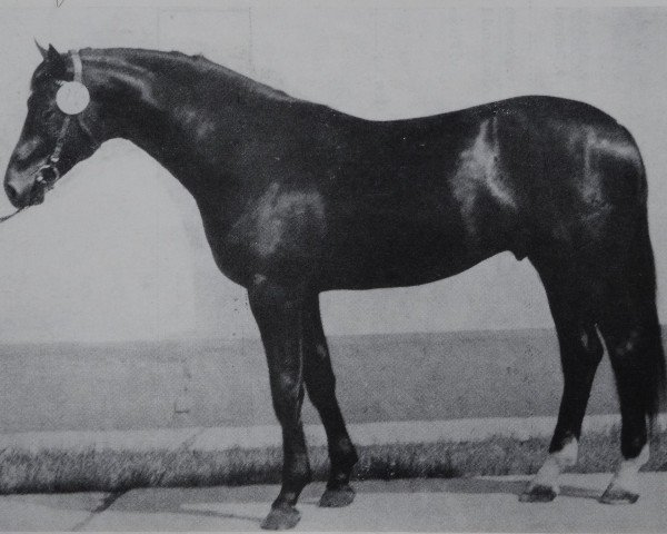 stallion Astor (Brandenburg, 1977, from Adept 2602)