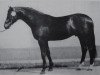 stallion Astor (Brandenburg, 1977, from Adept)