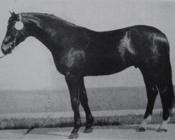 stallion Astor (Brandenburg, 1977, from Adept 2602)