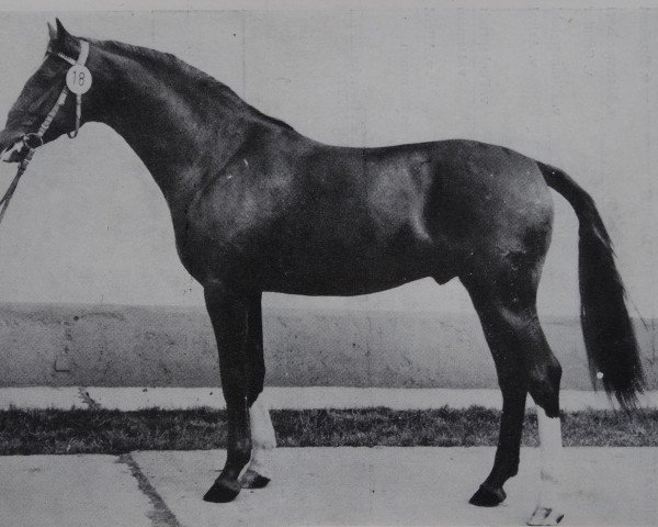 stallion Domspatz (Saxony-Anhaltiner, 1977, from Duktus 2510)