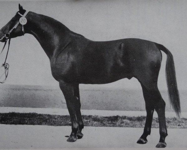 Deckhengst Donkosak (Sachsen-Anhaltiner, 1976, von Duktus 2510)