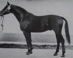 stallion Donkosak 2670 (Saxony-Anhaltiner, 1976, from Duktus 2510)