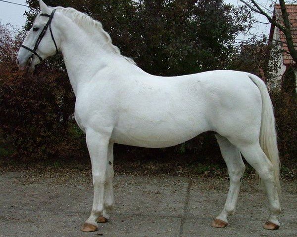 stallion Maestoso XXX-37 (Lipizzaner, 1999, from 1945 Maestoso XXIX-15 (XXX. tm))