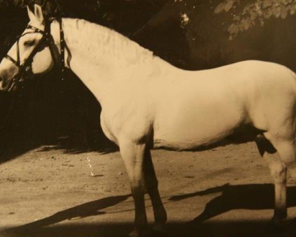 Deckhengst 1945 Maestoso XXIX-15 (XXX. tm) (Lipizzaner, 1979, von Maestoso XXVIII-4)