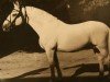 stallion 1945 Maestoso XXIX-15 (XXX. tm) (Lipizzaner, 1979, from Maestoso XXVIII-4)