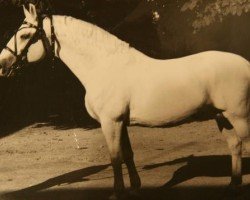 stallion 1945 Maestoso XXIX-15 (XXX. tm) (Lipizzaner, 1979, from Maestoso XXVIII-4)