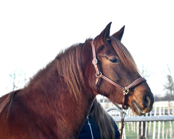 Zuchtstute Treidelhof Katalina (Pura Raza Espanola (PRE), 2020, von Cataro JL II)