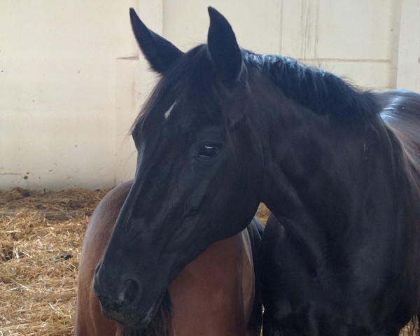 Zuchtstute Delikata (Trakehner, 1998, von Black Magic Boy)