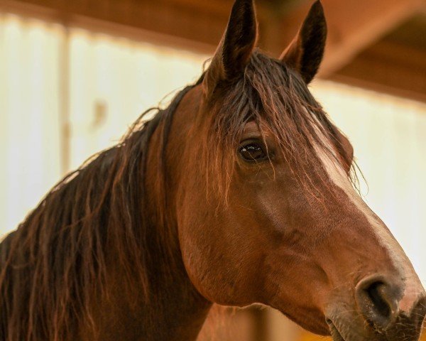 Dressurpferd D'Artagnan FP (Deutsches Sportpferd, 2012, von Birkhofs Denario)