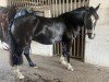 horse Brynsaeth Black Lady (Welsh-Cob (Sek. C), 2010, from Lynard Mr Tom)