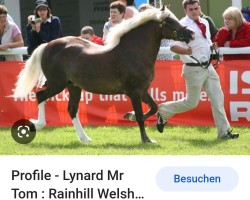 Deckhengst Lynard Mr Tom (Welsh-Cob (Sek. C), 2007, von Telynau Deryn Du)