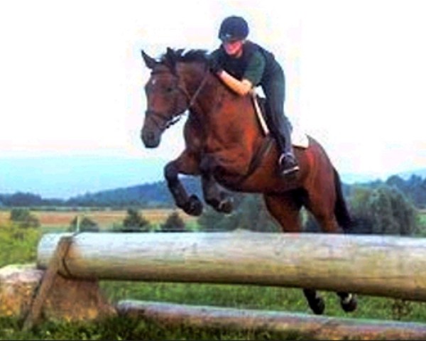 broodmare Alina D (Westphalian, 1992, from Akut)