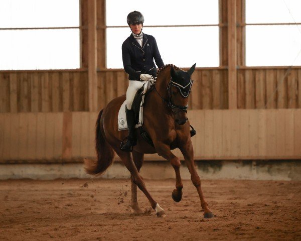 dressage horse Lamirabell (German Sport Horse, 2019, from Valverde NRW)