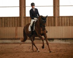 dressage horse Lamirabell (Deutsches Sportpferd, 2019, from Valverde NRW)