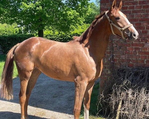 dressage horse Belle Amie (Westphalian, 2022, from By your Side 3)