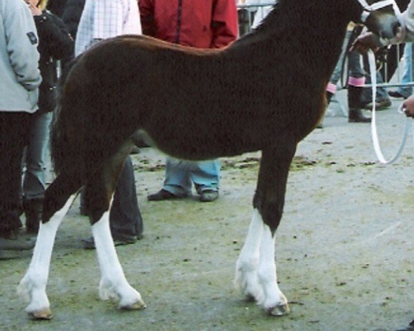 Pferd Gwynfaes Jaffeth (Welsh-Cob (Sek. D), 2007, von Gwynfaes Culhwch)