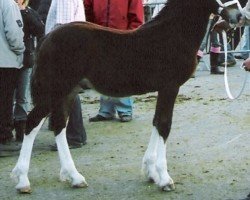 horse Gwynfaes Jaffeth (Welsh-Cob (Sek. D), 2007, from Gwynfaes Culhwch)