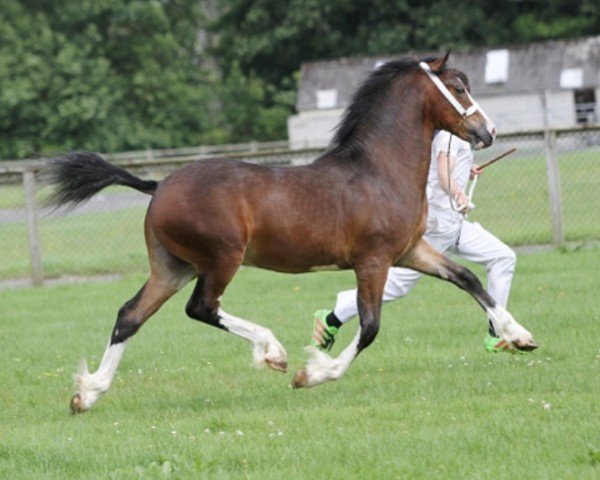 Pferd Gwynfaes Caradog (Welsh-Cob (Sek. D), 2016, von Gwynfaes Culhwch)