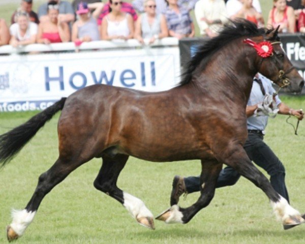 horse Gwynfaes Seren Wledig (Welsh-Cob (Sek. D), 2011, from Gwynfaes Culhwch)