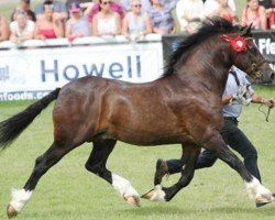 Pferd Gwynfaes Seren Wledig (Welsh-Cob (Sek. D), 2011, von Gwynfaes Culhwch)