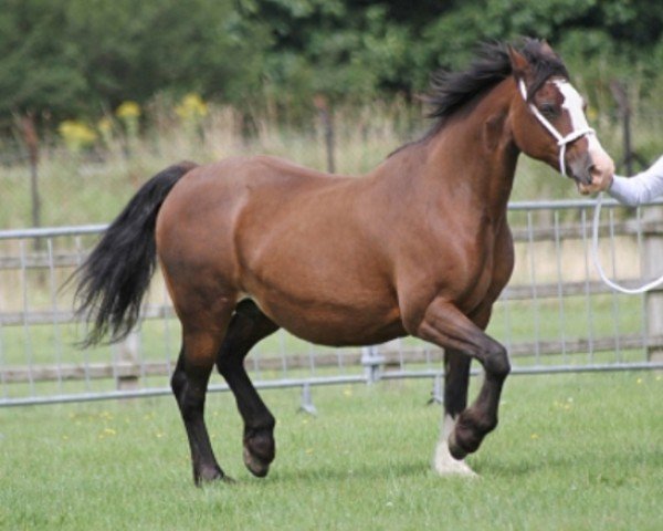 Zuchtstute Gwynfaes Elliw (Welsh-Cob (Sek. D), 2004, von Brynithon New Image)