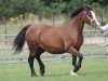 broodmare Gwynfaes Elliw (Welsh-Cob (Sek. D), 2004, from Brynithon New Image)