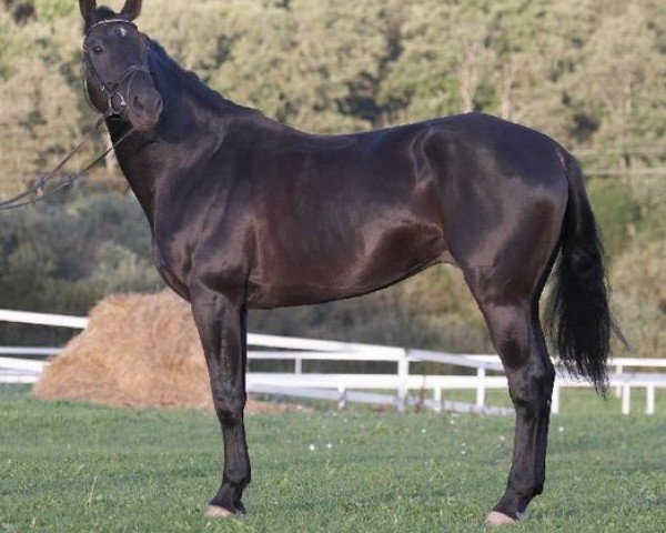 horse Kateris (Trakehner, 2000, from Ornamentas)