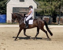 dressage horse Fort Knox 2 (Hanoverian, 2018, from Fürst Wilhelm)