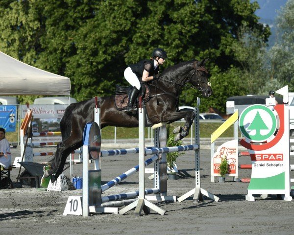 jumper Ravinnia Z (Oldenburg, 2009, from Rubin Cortes OLD)