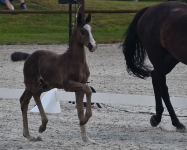 dressage horse Siegerfohlen (Hengst) von Element of Crime (Mecklenburg,  , from Element of Crime)