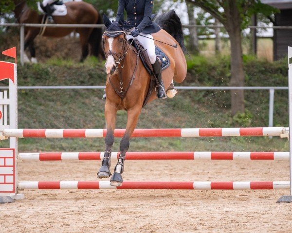 Springpferd April's Little Sunshine (Deutsches Sportpferd, 2018, von Quint)