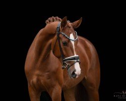 dressage horse Blue Berry 11 (Oldenburg, 2020, from Callaho's Benicio)