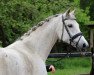 broodmare Sienna (Trakehner, 2007, from Hohenstein I)