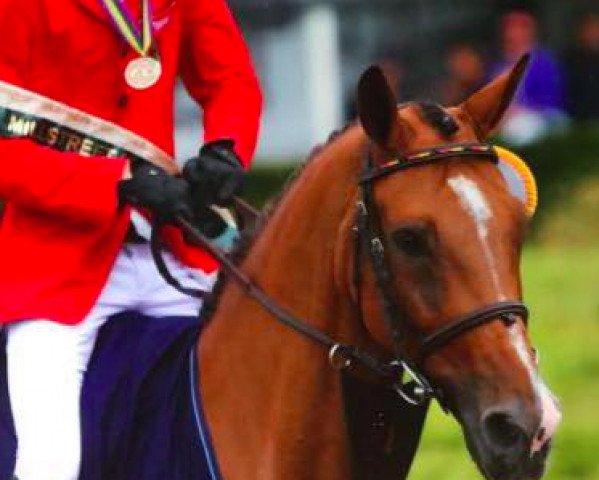 jumper Giunco Della Loggia (Italian Warmblood, 2003)