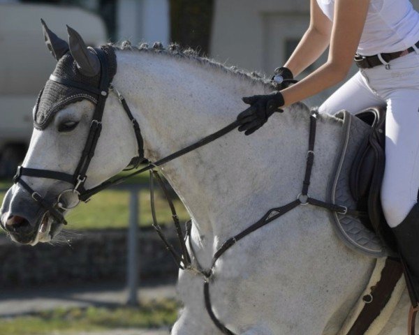 broodmare Clarence 42 (Holsteiner, 2014, from Clarcon)