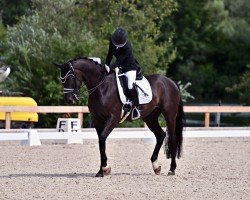 dressage horse Füchtels Bohemio OLD (Oldenburg, 2017, from Bonds)