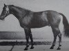 stallion Femur 1384 (Noble Warmblood, 1977, from Ferro Mo 1262)