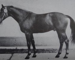 stallion Femur 1384 (Noble Warmblood, 1977, from Ferro Mo 1262)