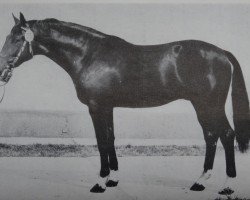 horse Jukon (Noble Warmblood, 1977, from Junior 2564)