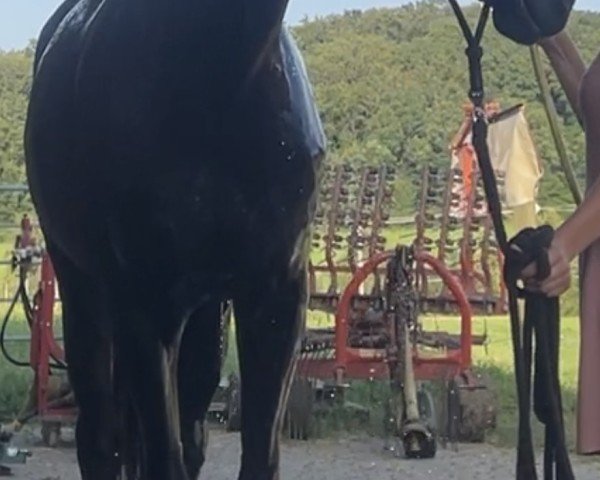 dressage horse Sezciano F (Hanoverian, 2019, from Secret)