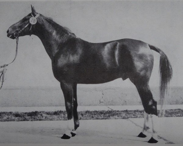 horse Jumper (Noble Warmblood, 1977, from Juli 2498)