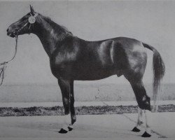 horse Jumper (Noble Warmblood, 1977, from Juli 2498)