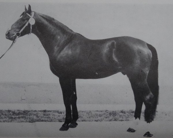 horse Kumpan (Noble Warmblood, 1977, from Kurant)