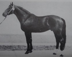 horse Kumpan (Noble Warmblood, 1977, from Kurant)