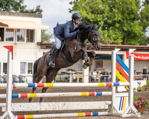 jumper California 164 (Hanoverian, 2020, from Checkter)