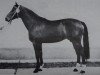 stallion Kurioso (Saxony-Anhaltiner, 1977, from Kurort 2513 ( DDR ))