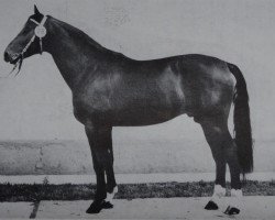 stallion Kurioso (Saxony-Anhaltiner, 1977, from Kurort 2513 ( DDR ))