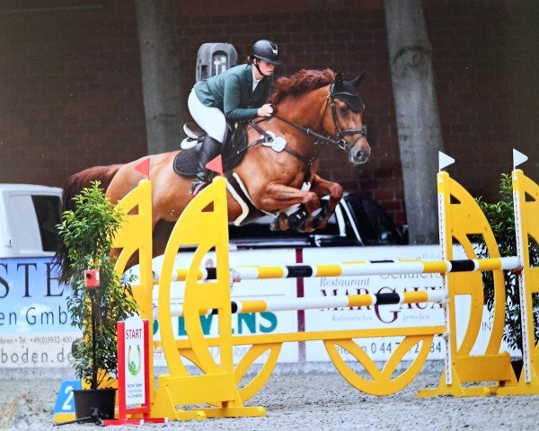 broodmare Actrisse du Lys Z (Zangersheide riding horse, 2015, from Atomic Z)