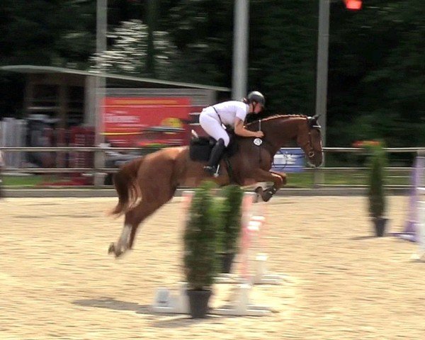 jumper Ceys (Oldenburg show jumper, 2019, from Scuderia 1918 Casago)